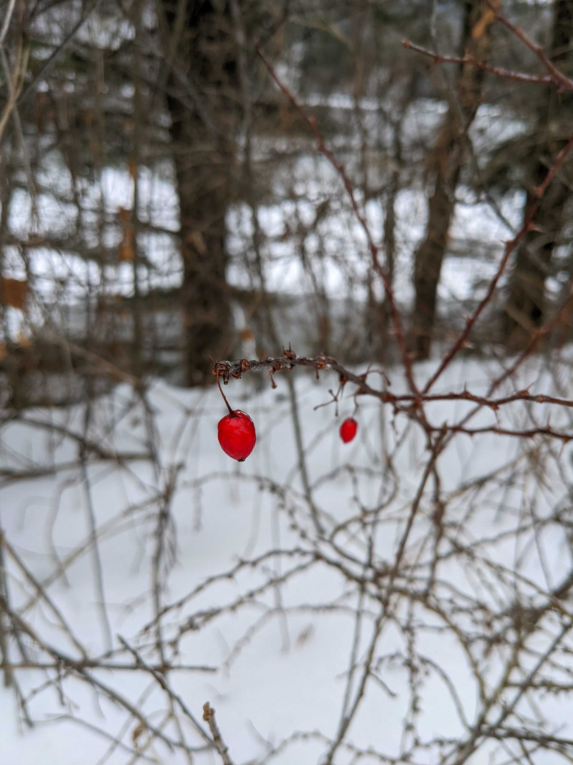 a branch with two red berries in the foreground, with snow and trees in the background