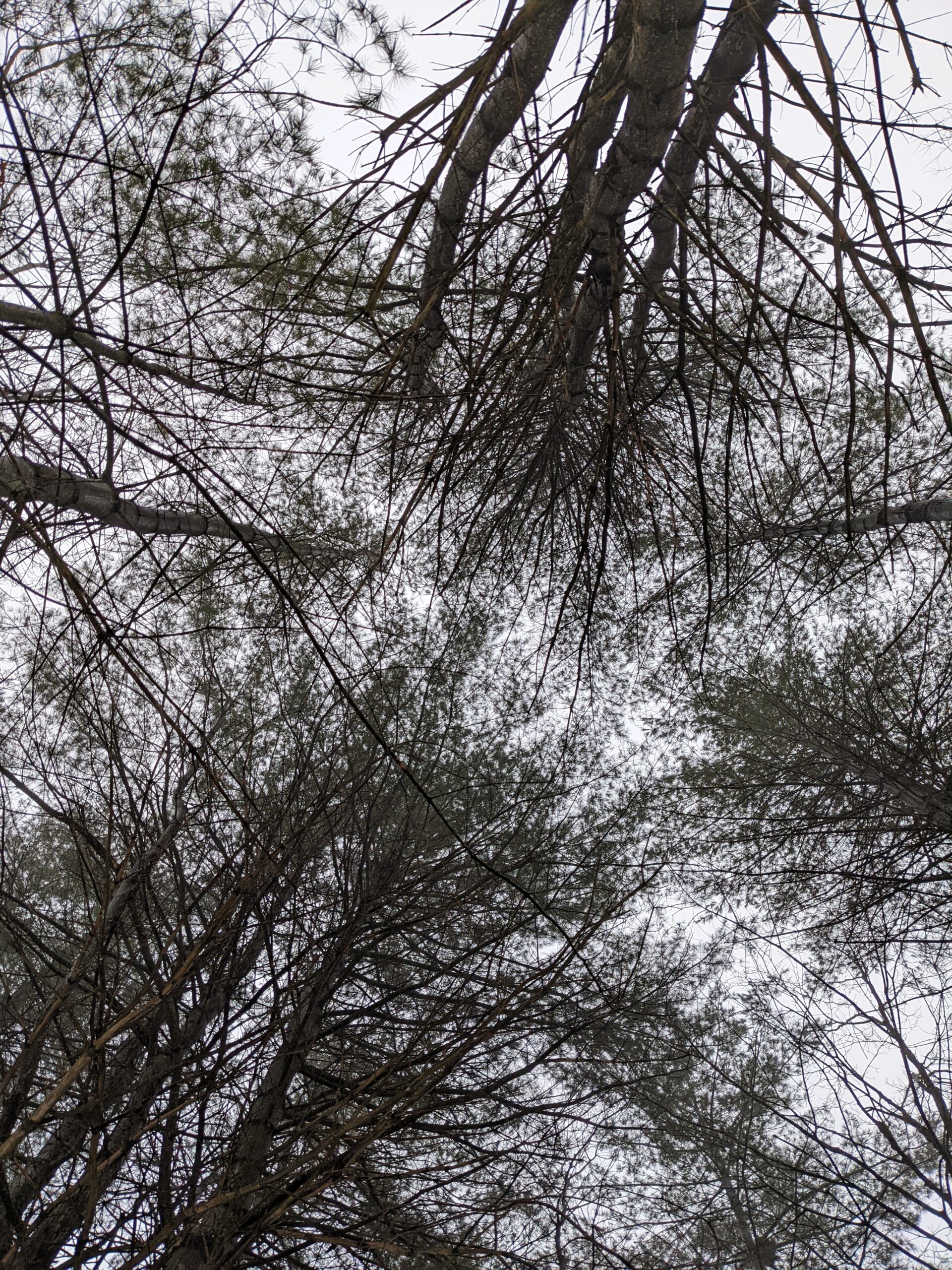 view of trees and a cloudy sky looking directly upward from below