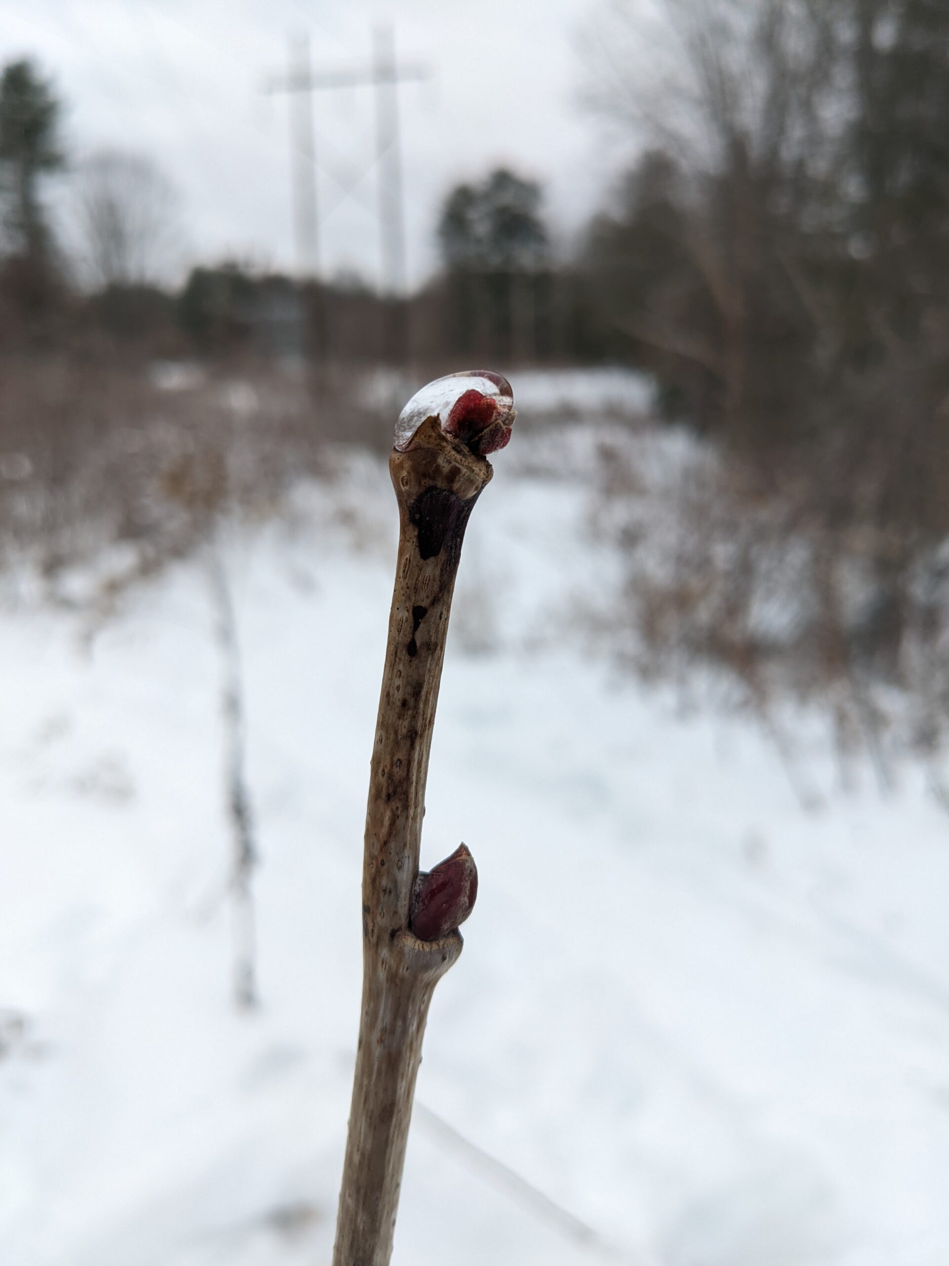 a twig with a bud encased in a drop of ice
