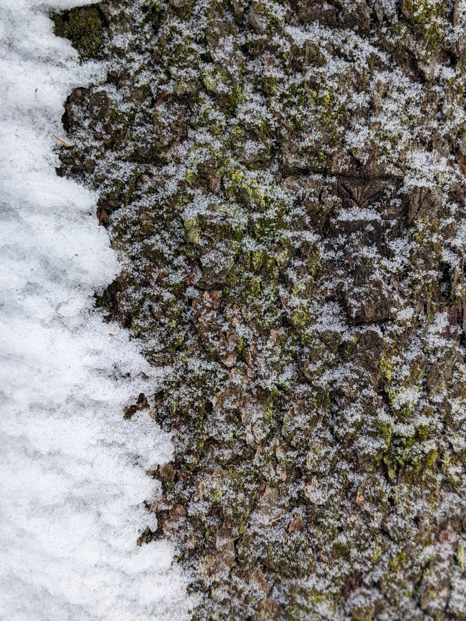 close up photo with snow on the left and bark on the right